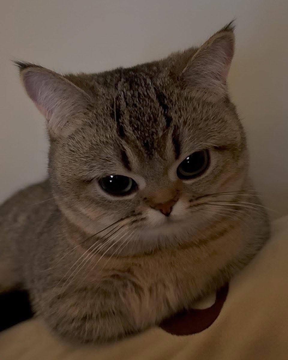 Calum's Profile Picture